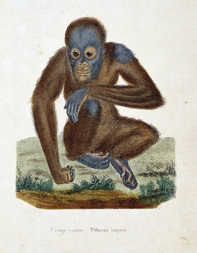 Tavola zoologica raffigurante l