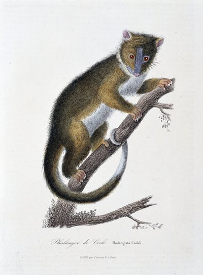 Tavola zoologica raffigurante il Falangista di Cook (Phalangista Cookii) - in "Works of Buffon" del naturalista Georges Louis Leclerc, Conte di Buffon (1707 - 1788). Incisione del 1837 da Georges Louis Leclerc