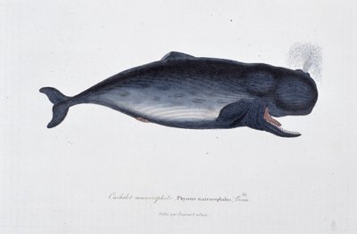 Storia naturale: Carta zoologica che raffigura il capodoglio macrocefalo, Physeter macrocephalus, Bonn - in "Opere di Buffon" del naturalista Georges Louis Leclerc, Conte di Buffon (1707 - 1788). Incisione del 1837 da Georges Louis Leclerc