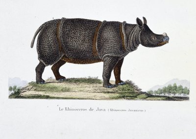 Tavola zoologica rappresentante il Rinoceronte di Giava (Rhinoceros Javanicus) - in "Complete Works of Buffon" di Georges Louis Leclerc, Conte di Buffon (1707 - 1788). Incisione del 1837 da Georges Louis Leclerc