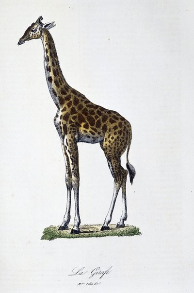Tavola di Storia Naturale: Tavola zoologica rappresentante la giraffa - in "Opere Complete di Buffon" del naturalista Georges Louis Leclerc, Conte di Buffon (1707 - 1788). Incisione del 1837. da Georges Louis Leclerc