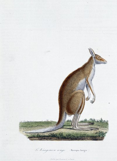 Tavola zoologica raffigurante il canguro rosso in "Completes of Buffon" di Georges Louis Leclerc, Conte di Buffon (1707 - 1788). Incisione del 1837 da Georges Louis Leclerc