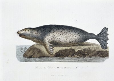 Tavola di storia naturale: Tavola zoologica che rappresenta la foca di Choris, Phoca Chorisii, Lesson - in 