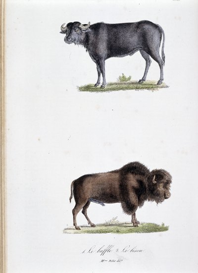 Tavola zoologica rappresentante 1. Il Bufalo e 2. Il Bisonte - in "Opere complete di Buffon" del naturalista Georges Louis Leclerc, Conte di Buffon (1707 - 1788). Incisione del 1837 da Georges Louis Leclerc