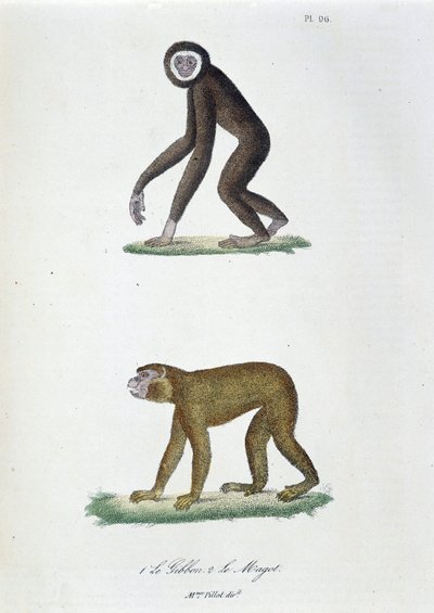 Tavola di storia naturale: Tavola zoologica che rappresenta 1. Il Gibbone e 2. Il Magot - in 