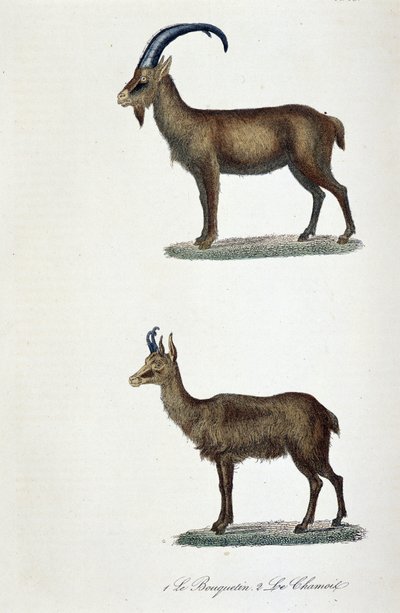 Tavola zoologica rappresentante 1. Lo Stambecco e 2. Il Camoscio - in "Opere complete di Buffon" del naturalista Georges Louis Leclerc, Conte di Buffon (1707 - 1788). Incisione del 1837 da Georges Louis Leclerc