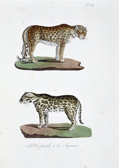 Tavola di storia naturale: Tavola zoologica rappresentante 1. Il Leopardo e 2. Il Giaguaro - in "Opere Complete di Buffon" del naturalista Georges Louis Leclerc, Conte di Buffon (1707 - 1788). Incisione del 1837. da Georges Louis Leclerc