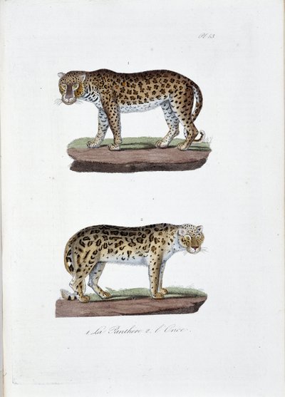 Tavola di storia naturale: Tavola zoologica che rappresenta 1. Il Panghere e 2. L