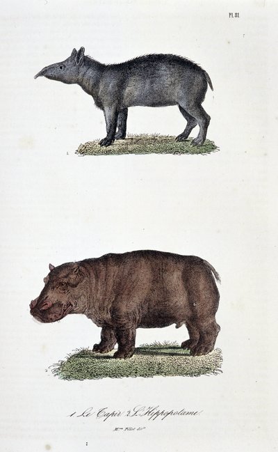 Tavola zoologica rappresentante 1. Il Tapir e 2. L