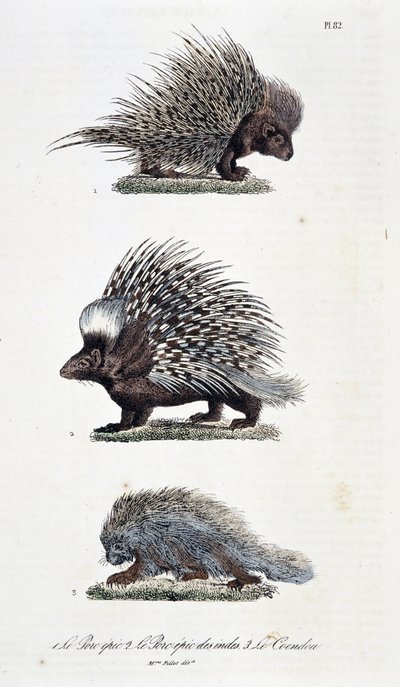 Tavola zoologica rappresentante 1. Il maiale epico, 2. Il maiale epico dell