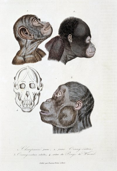 Tavola di storia naturale: Tavola zoologica che rappresenta 1. Giovane scimpanzé; 2. giovane orangutan (orang-utan, orang-outang, orang-utang); 3. orangutan adulto; 4. Cranio del Pongo de Wurmb - in 