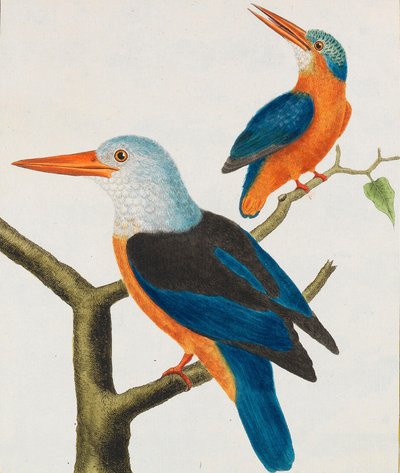 Histoire naturelle. Oiseaux. Planches enluminées, 1766-1782 da Georges Louis Leclerc de Buffon