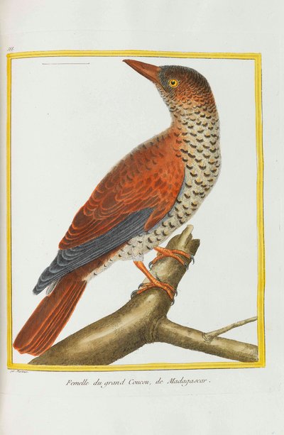 Histoire naturelle. Oiseaux. Planches enluminées da Georges Louis Leclerc de Buffon