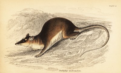 Opossum dagli occhi marroni, Metachirus nudicaudatus da Georges Robert Waterhouse