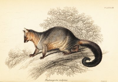 Comune opossum dalla coda a spazzola, Trichosurus vulpecula da Georges Robert Waterhouse