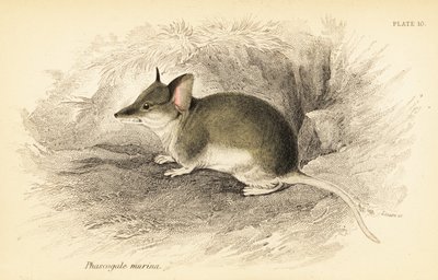 Dunnart comune, Sminthopsis murina da Georges Robert Waterhouse