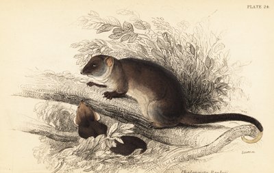 Possum comune dalla coda ad anello, Pseudocheirus peregrinus da Georges Robert Waterhouse