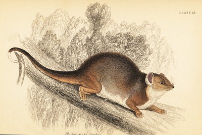 Possum comune, Pseudocheirus peregrinus (incisione) da Georges Robert Waterhouse