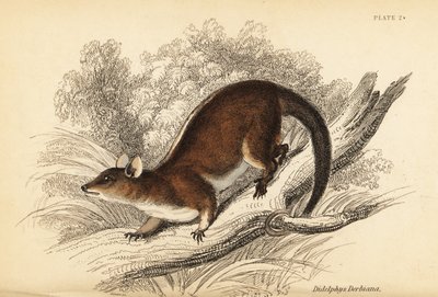 Opossum lanoso di Derby, Caluromys derbianus da Georges Robert Waterhouse