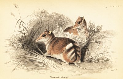 Bandicoot orientale a strisce, Perameles gunnii, 1841 (incisione) da Georges Robert Waterhouse