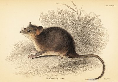 Possum pigmeo orientale, Cercartetus nanus (incisione) da Georges Robert Waterhouse