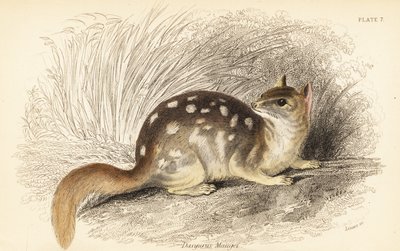 Quoll orientale, Dasyurus viverrinus. In pericolo (incisione) da Georges Robert Waterhouse