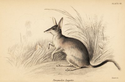 Bilby maggiore, Macrotis lagotis. In pericolo, 1841 da Georges Robert Waterhouse