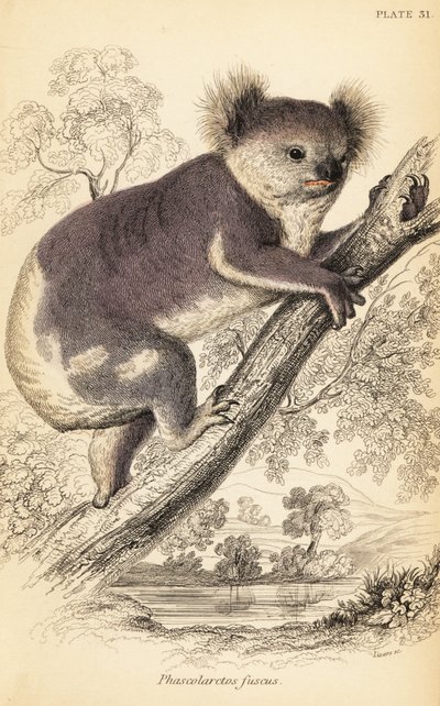 Koala, Phascolarctos cinereus, 1841 (incisione) da Georges Robert Waterhouse
