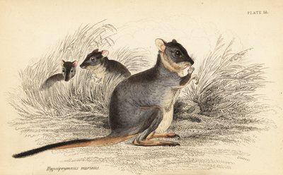 Potoroo dai piedi lunghi, Potorous longipes. Vulnerabile (incisione) da Georges Robert Waterhouse