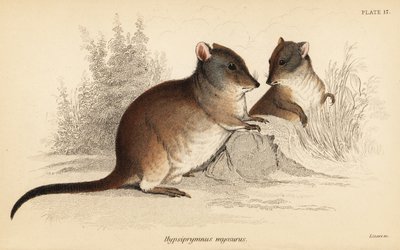 Potoroo dal naso lungo, Potorous tridactylus tridactylus da Georges Robert Waterhouse