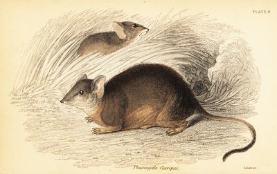 Mardo o antechino piedigialli, Antechinus flavipes, 1841 da Georges Robert Waterhouse