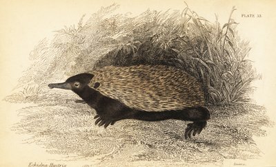 Echidna dal becco corto, Tachyglossus aculeatus da Georges Robert Waterhouse