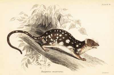 Quoll tigre, Dasyurus maculatus, 1841 da Georges Robert Waterhouse