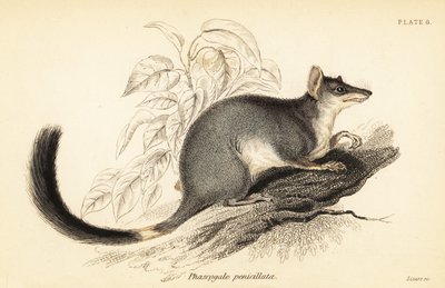 Tuan o wambenger comune, Phascogale tapoatafa, 1841 da Georges Robert Waterhouse