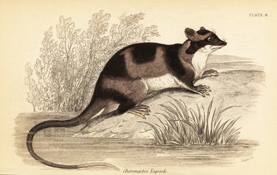 Opossum acquatico o yapok, Chironectes minimus, 1841 (incisione) da Georges Robert Waterhouse