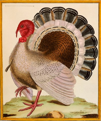 Un tacchino, da "Histoire Nouvelles des Oiseaux", 1771-86 da Georges de Buffon