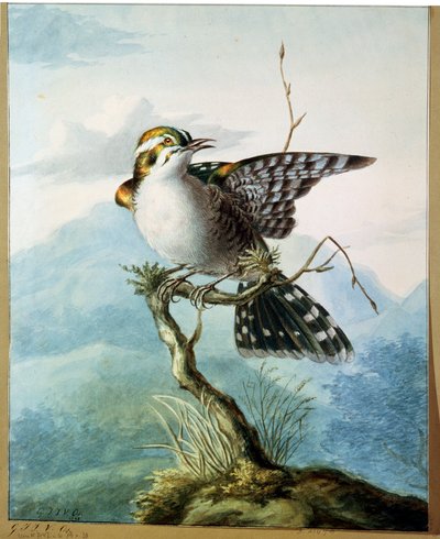 Un uccellino, 1798 da Georgius Jacobus Johannes van Os