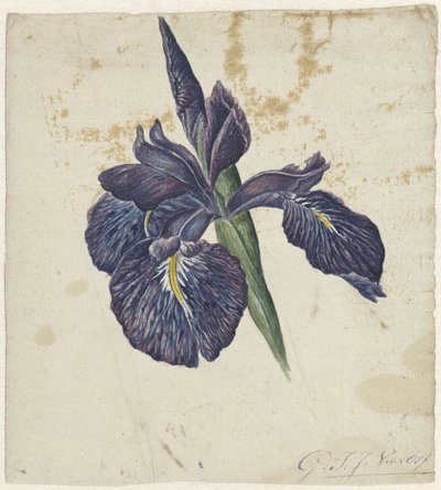 Iris da Georgius Jacobus Johannes van Os