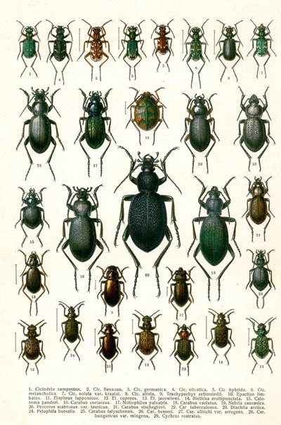 Stampa antica di varietà di coleotteri europei, c.1910 da Georgiy Jacobson