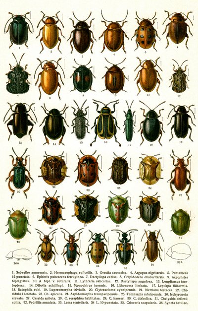 Stampa antica di varietà di coleotteri europei, c.1910 (cromolitografia) da Georgiy Jacobson