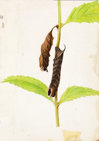 Foglia morta arricciata che imita il bruco della Sfinge, studio per il libro "La colorazione nascosta nel regno animale". da Gerald H. Thayer