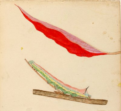 Bruco "Mirror-Back", studio per il libro "Concealing Coloration in the Animal Kingdom". da Gerald H. Thayer