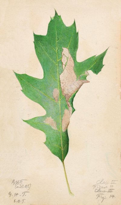 Bruco del bordo della foglia di quercia, inizio XX secolo da Gerald H. Thayer