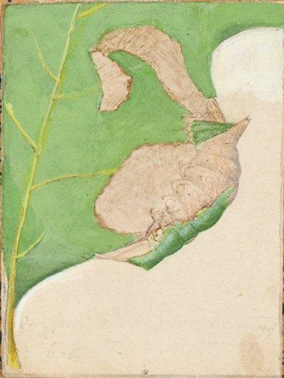Bruco del bordo della quercia, studio per il libro Concealing Coloration in the Animal Kingdom (Nascondere la colorazione nel regno animale) da Gerald H. Thayer