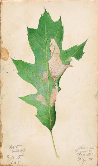 Bruco del bordo della quercia, studio per il libro Concealing Coloration in the Animal Kingdom (Nascondere la colorazione nel regno animale) da Gerald H. Thayer