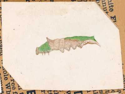 Bruco del bordo della quercia, studio per il libro Concealing Coloration in the Animal Kingdom (Nascondere la colorazione nel regno animale) da Gerald H. Thayer