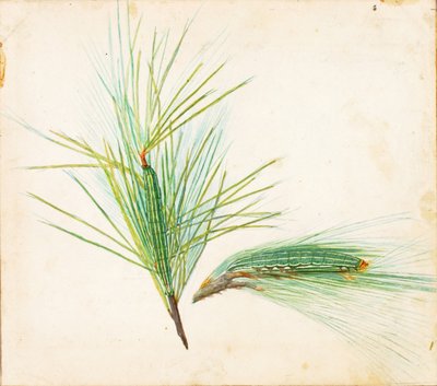 Bruco di pino..., inizio XX secolo da Gerald H. Thayer