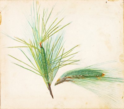 Bruco della pineta, studio per il libro "La colorazione nascosta nel regno animale". da Gerald H. Thayer