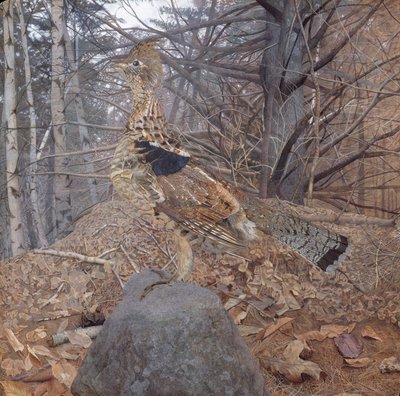 Maschio di Grouse con Collare nella Foresta, 1907-08 da Gerald Thayer