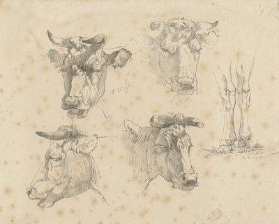 Foglio di studio con quattro teste di mucca e le zampe di una mucca da Gerard Bilders